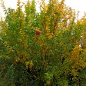 IMG_7395 IMG_7395